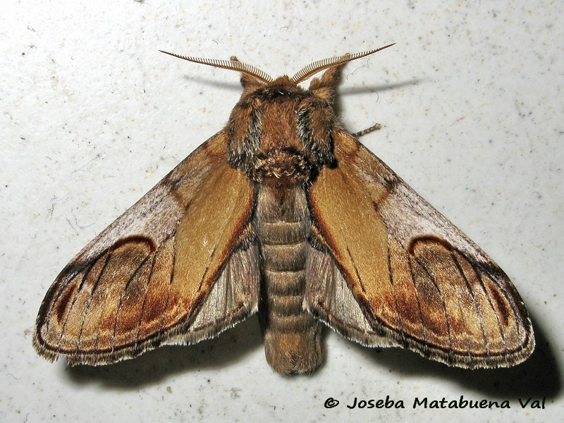 Notodonta ziczac - Notodontidae